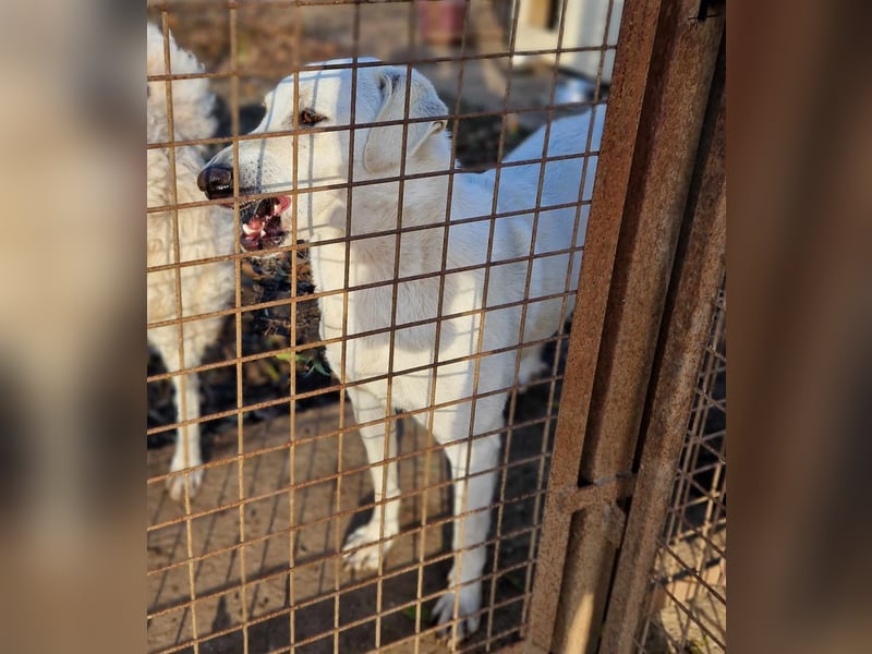 Aufmerksame Selymes sucht ihr Zuhause