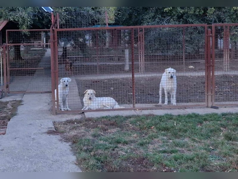 Aufmerksame Selymes sucht ihr Zuhause