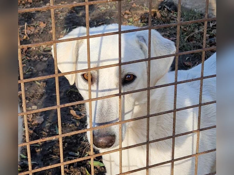 Aufmerksame Selymes sucht ihr Zuhause