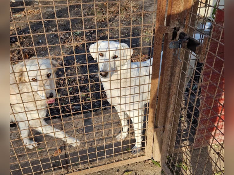 Aufmerksame Selymes sucht ihr Zuhause