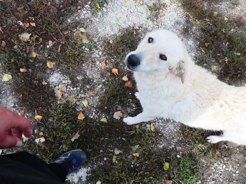 Aufmerksame Selymes sucht ihr Zuhause