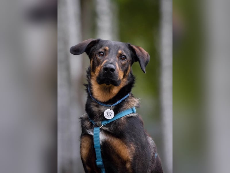 Ruhiges Zuhause für Miroscha gesucht