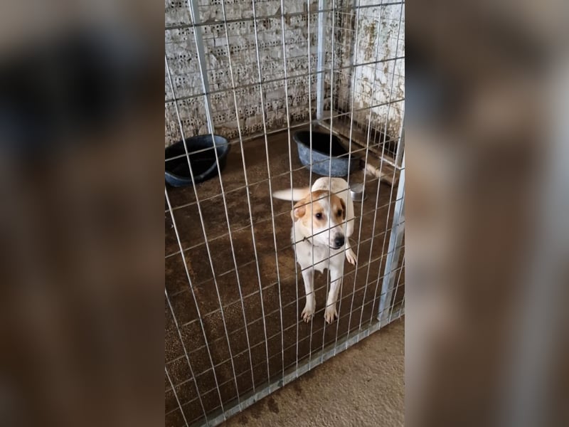 Arleta: agile Junghündin sucht Körbchen