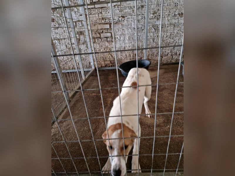 Arleta: agile Junghündin sucht Körbchen