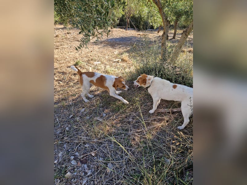 Arleta: agile Junghündin sucht Körbchen