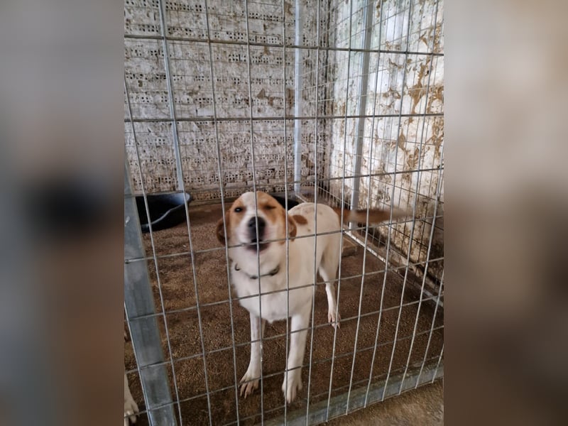 Arleta: agile Junghündin sucht Körbchen