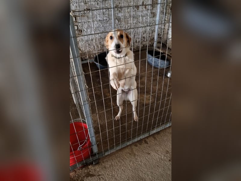 Arleta: agile Junghündin sucht Körbchen