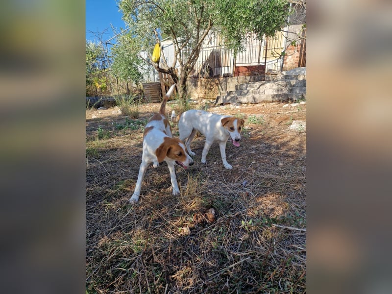 Arleta: agile Junghündin sucht Körbchen