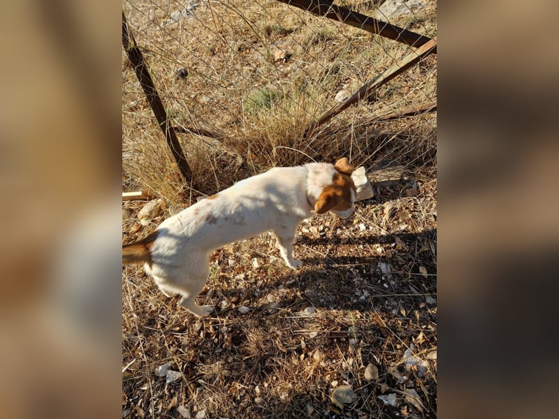 Arleta: agile Junghündin sucht Körbchen