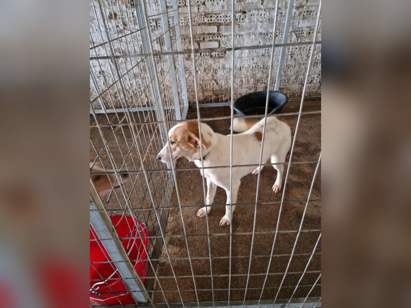 Arleta: agile Junghündin sucht Körbchen