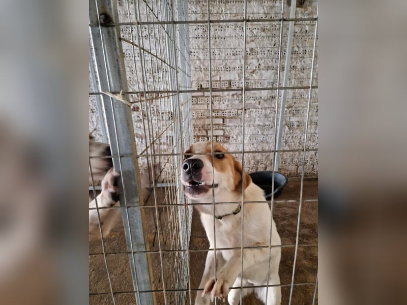 Arleta: agile Junghündin sucht Körbchen