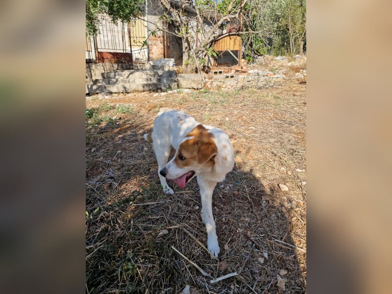 Arleta: agile Junghündin sucht Körbchen