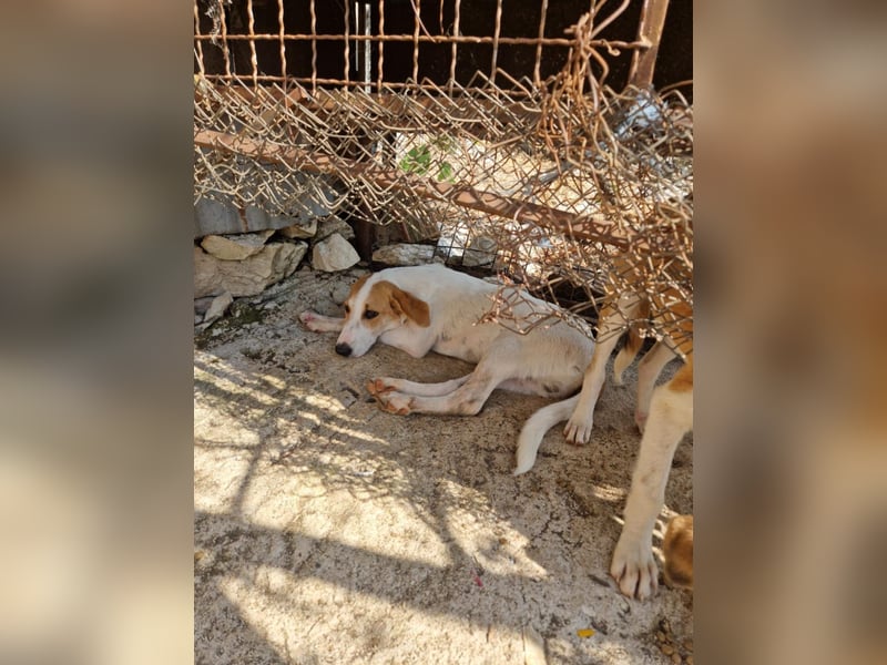 Arleta: agile Junghündin sucht Körbchen