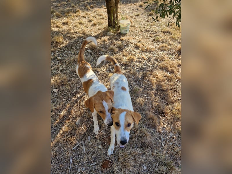 Arleta: agile Junghündin sucht Körbchen