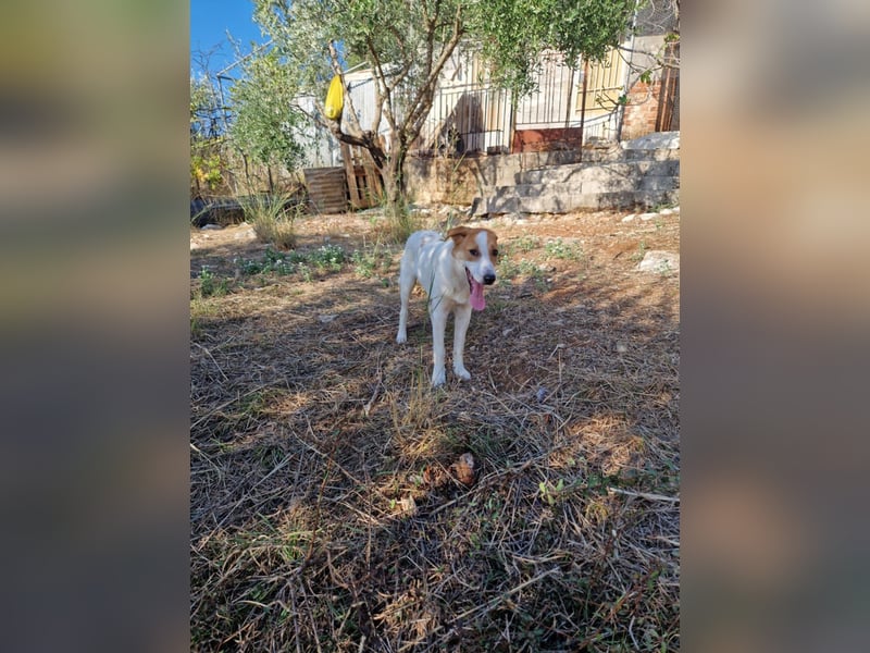 Arleta: agile Junghündin sucht Körbchen