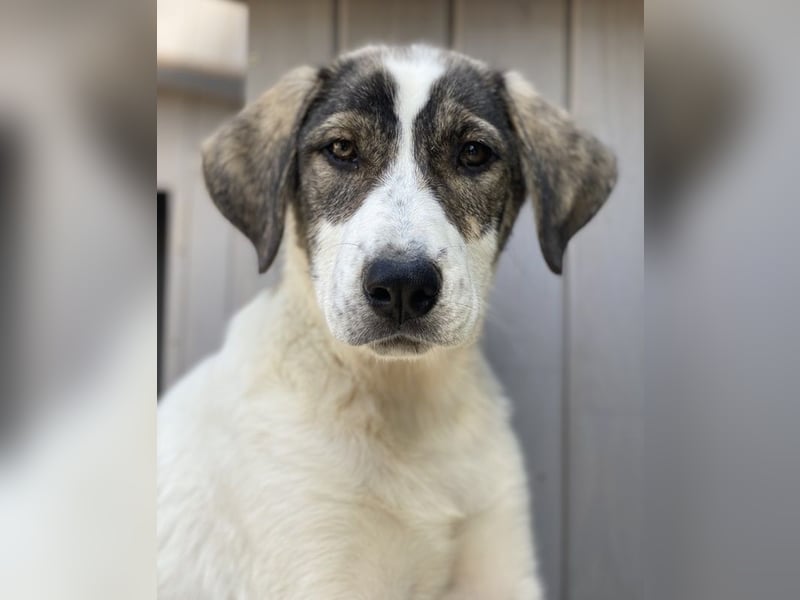 Adele, geb. ca. 02/2024, lebt in GRIECHENLAND, im städt. Tierheim Serres