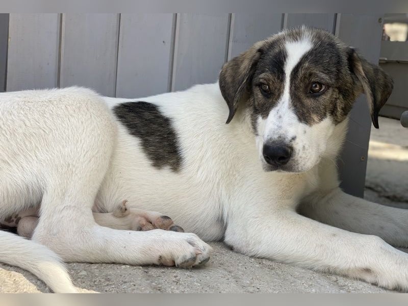 Adele, geb. ca. 02/2024, lebt in GRIECHENLAND, im städt. Tierheim Serres