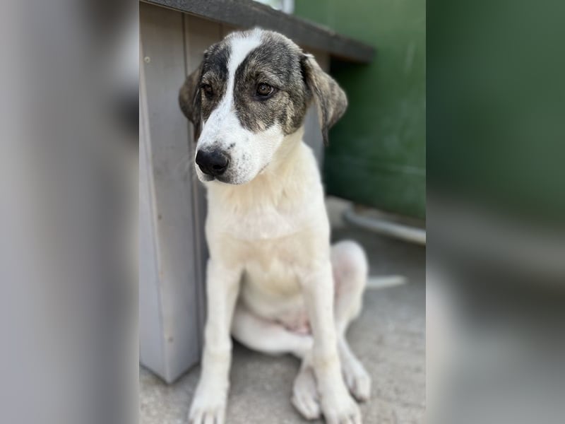 Adele, geb. ca. 02/2024, lebt in GRIECHENLAND, im städt. Tierheim Serres