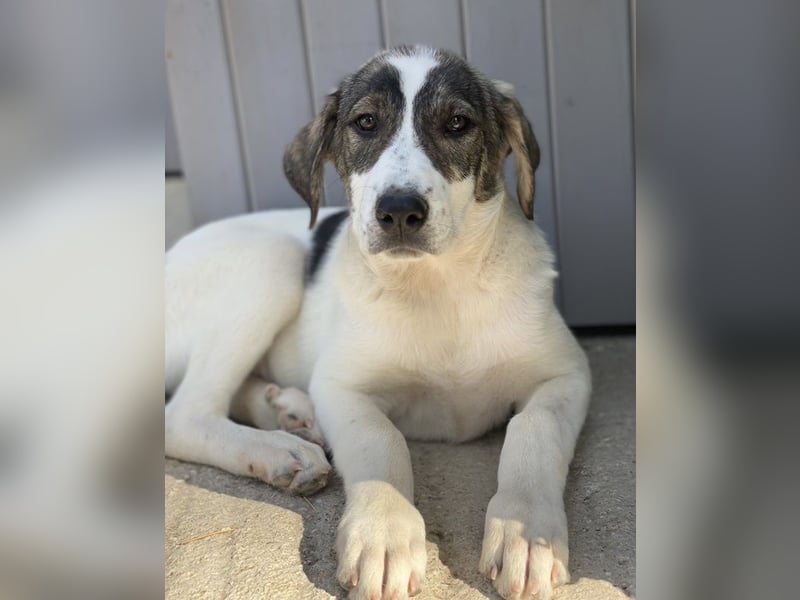 Adele, geb. ca. 02/2024, lebt in GRIECHENLAND, im städt. Tierheim Serres