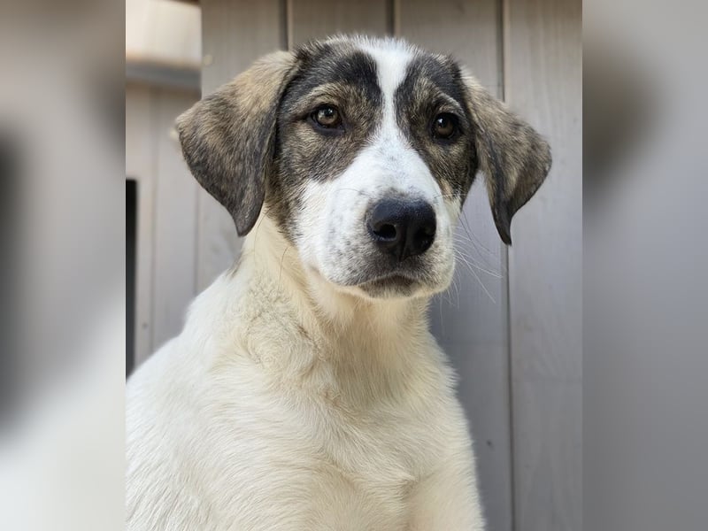 Adele, geb. ca. 02/2024, lebt in GRIECHENLAND, im städt. Tierheim Serres