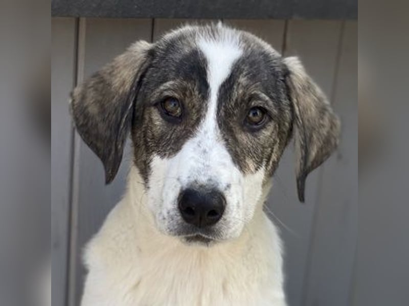 Adele, geb. ca. 02/2024, lebt in GRIECHENLAND, im städt. Tierheim Serres