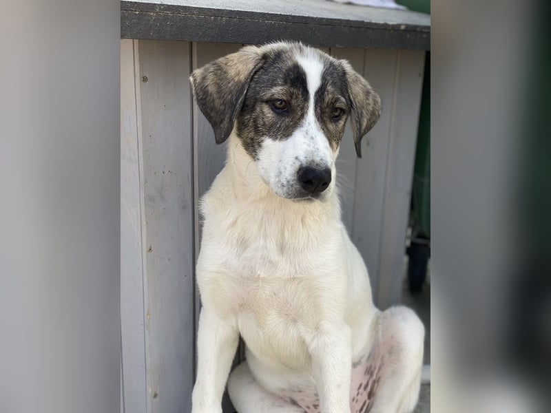 Adele, geb. ca. 02/2024, lebt in GRIECHENLAND, im städt. Tierheim Serres