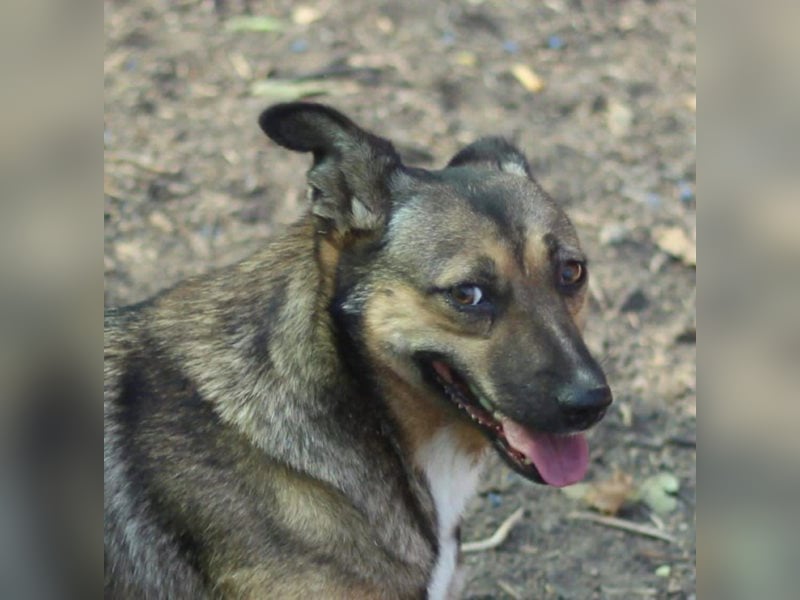 Die ängstliche Boya sucht ein Zuhause oder eine Pflegestelle!