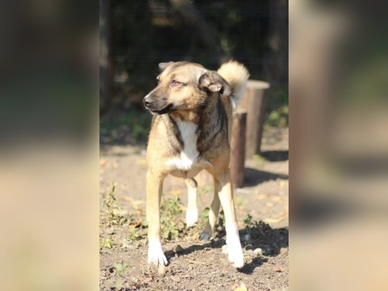 Die ängstliche Boya sucht ein Zuhause oder eine Pflegestelle!