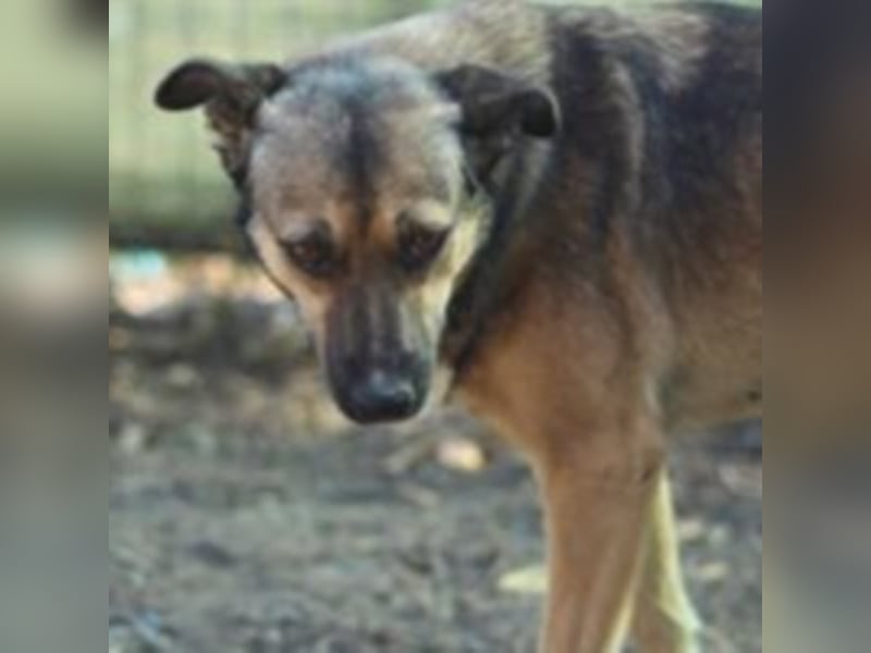 Die ängstliche Boya sucht ein Zuhause oder eine Pflegestelle!