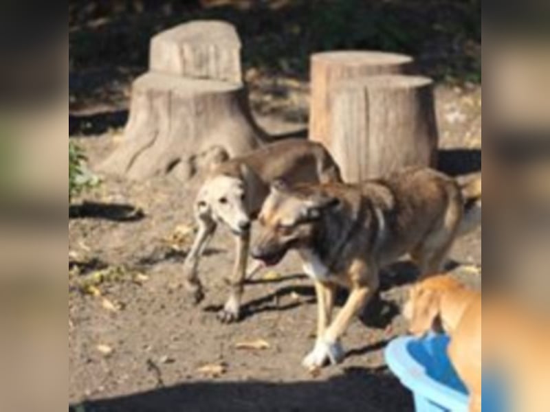 Die ängstliche Boya sucht ein Zuhause oder eine Pflegestelle!