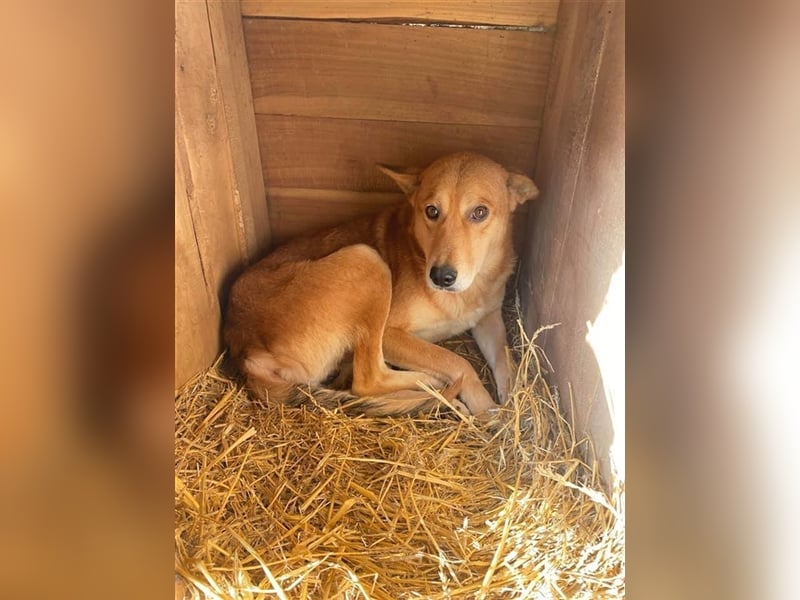 Kurti sucht ein Zuhause  