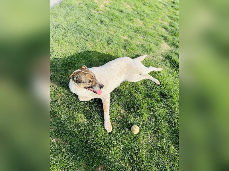 Hübsche Olive sucht ihr eigenes Körbchen