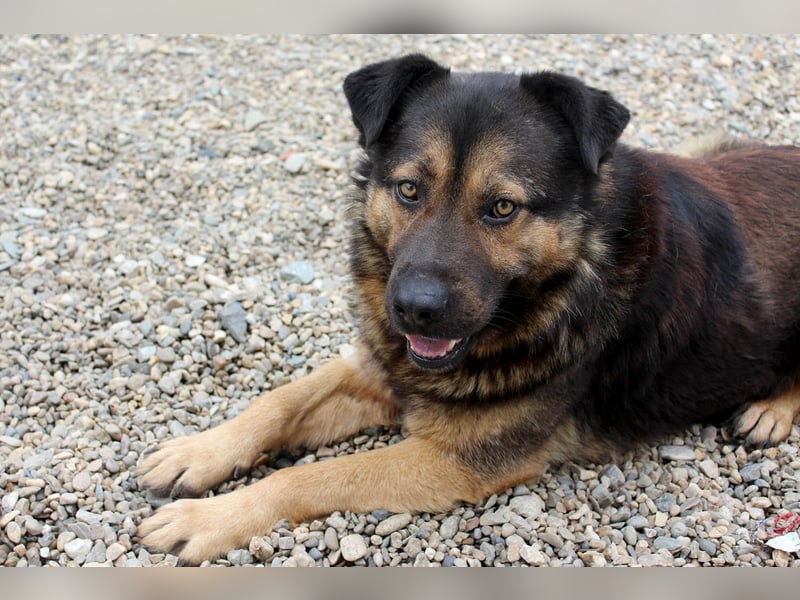 Findet Rumple  trotz seines Alters noch ein Zuhause?