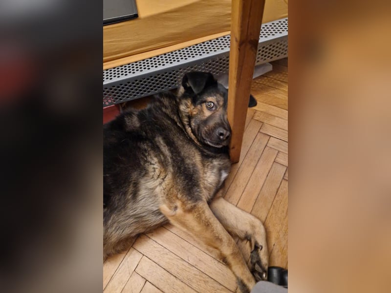 Findet Rumple  trotz seines Alters noch ein Zuhause?