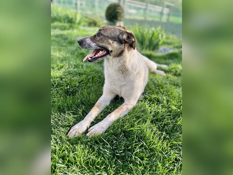 Hübsche Olive sucht ihr eigenes Körbchen