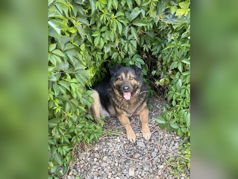 Findet Rumple  trotz seines Alters noch ein Zuhause?