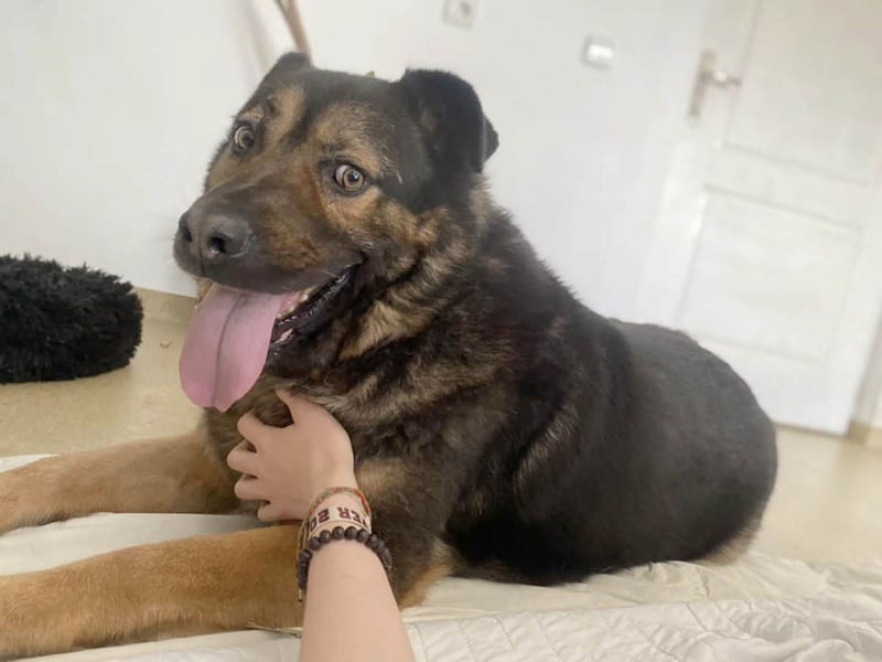 Findet Rumple  trotz seines Alters noch ein Zuhause?