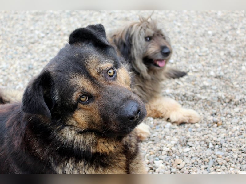 Findet Rumple  trotz seines Alters noch ein Zuhause?