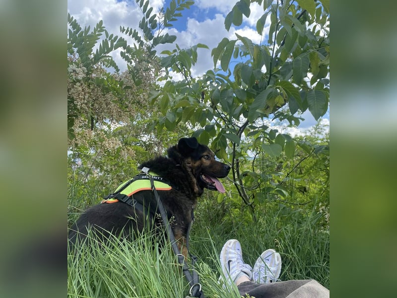 Findet Rumple  trotz seines Alters noch ein Zuhause?