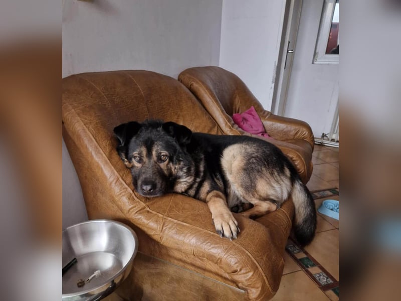 Findet Rumple  trotz seines Alters noch ein Zuhause?