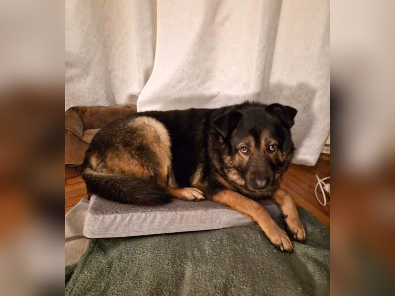 Findet Rumple  trotz seines Alters noch ein Zuhause?