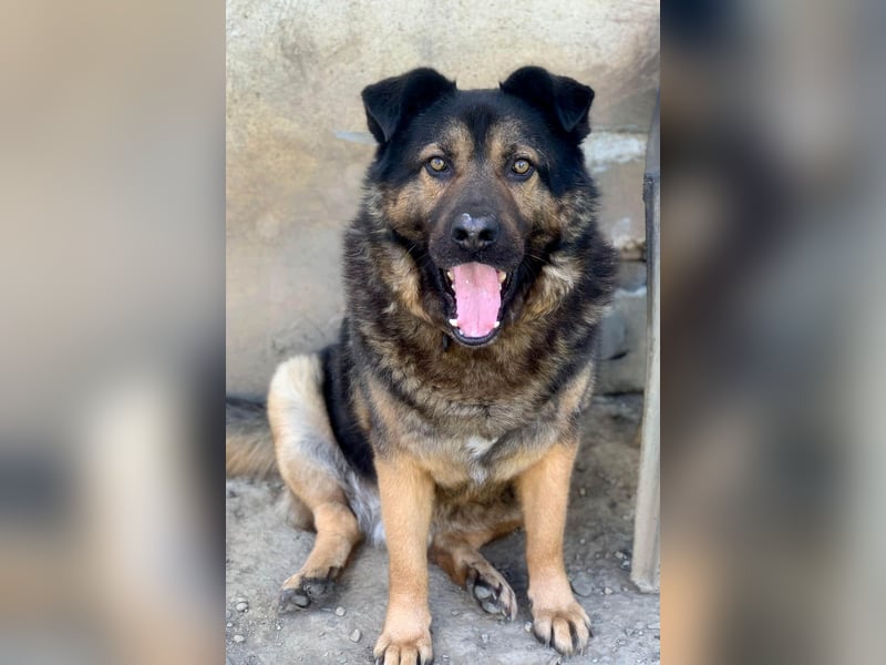 Findet Rumple  trotz seines Alters noch ein Zuhause?