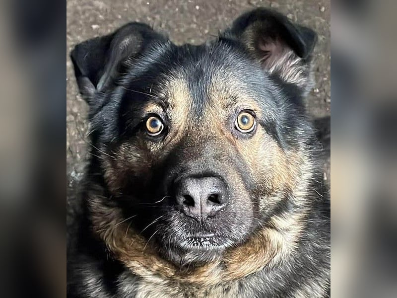 Findet Rumple  trotz seines Alters noch ein Zuhause?