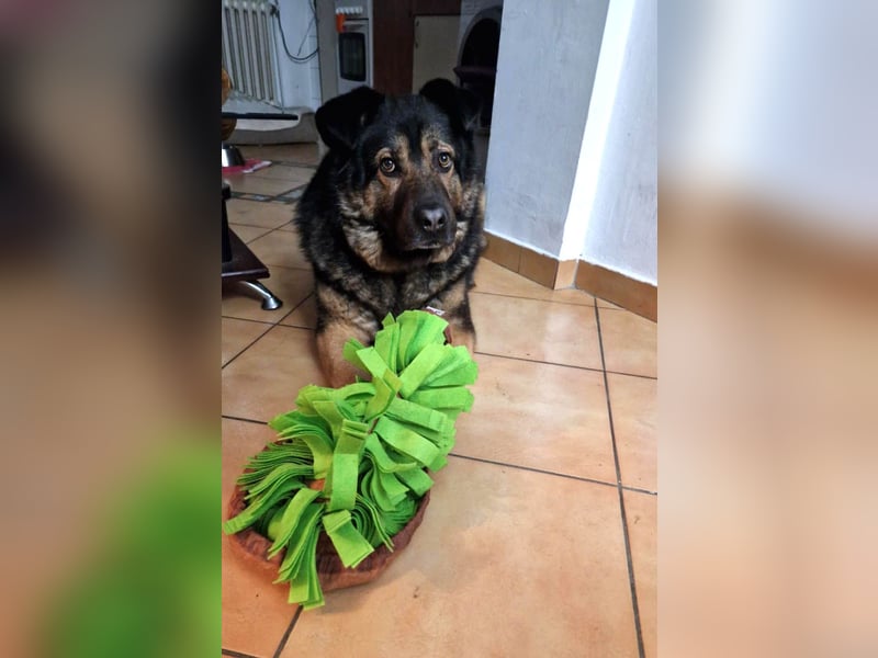 Findet Rumple  trotz seines Alters noch ein Zuhause?