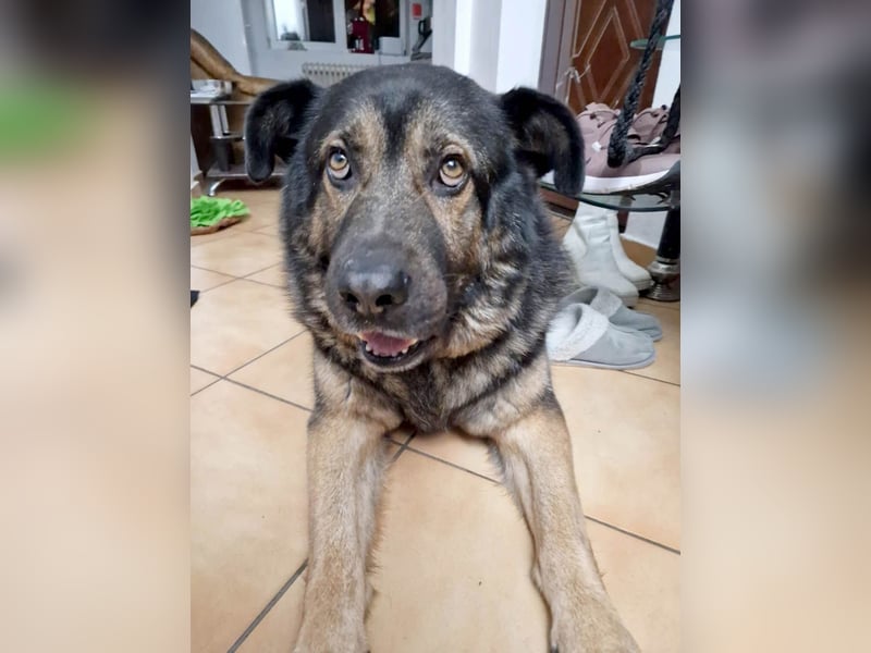 Findet Rumple  trotz seines Alters noch ein Zuhause?