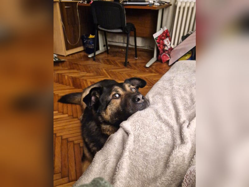 Findet Rumple  trotz seines Alters noch ein Zuhause?