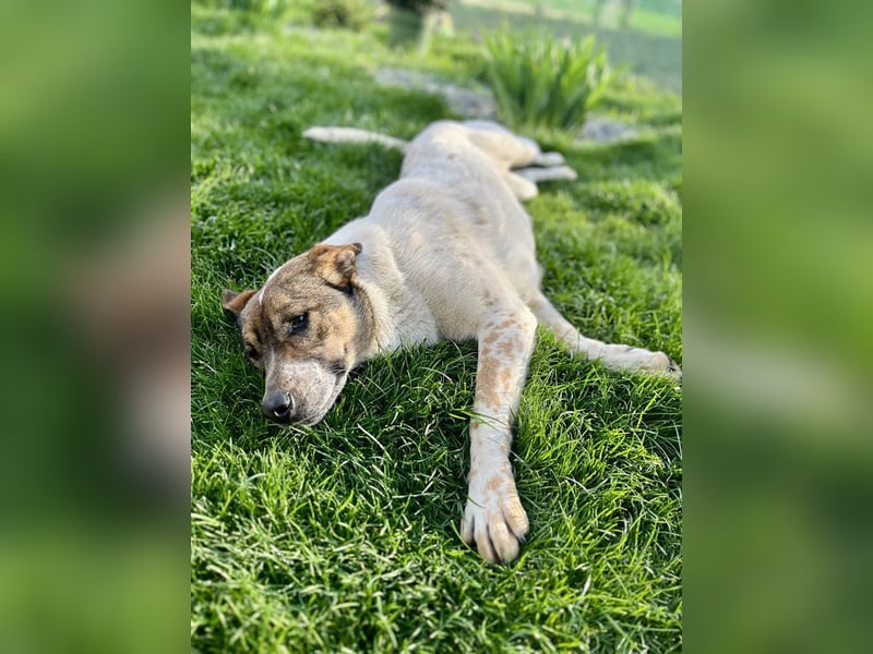 Hübsche Olive sucht ihr eigenes Körbchen