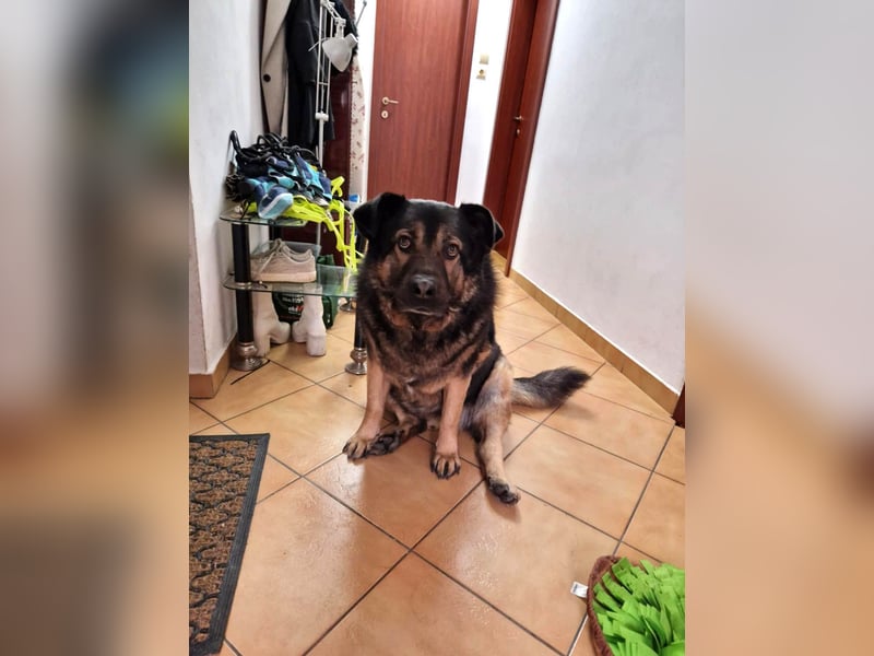 Findet Rumple  trotz seines Alters noch ein Zuhause?