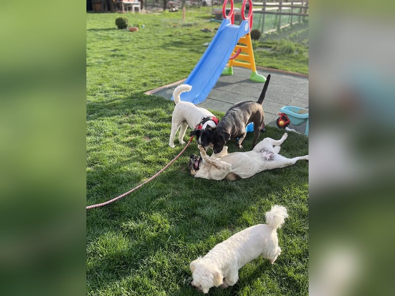 Hübsche Olive sucht ihr eigenes Körbchen