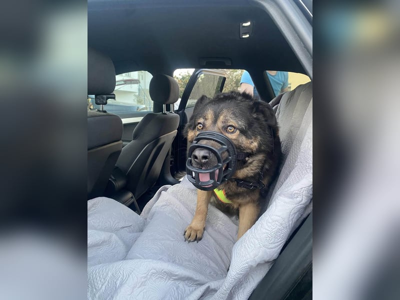 Findet Rumple  trotz seines Alters noch ein Zuhause?